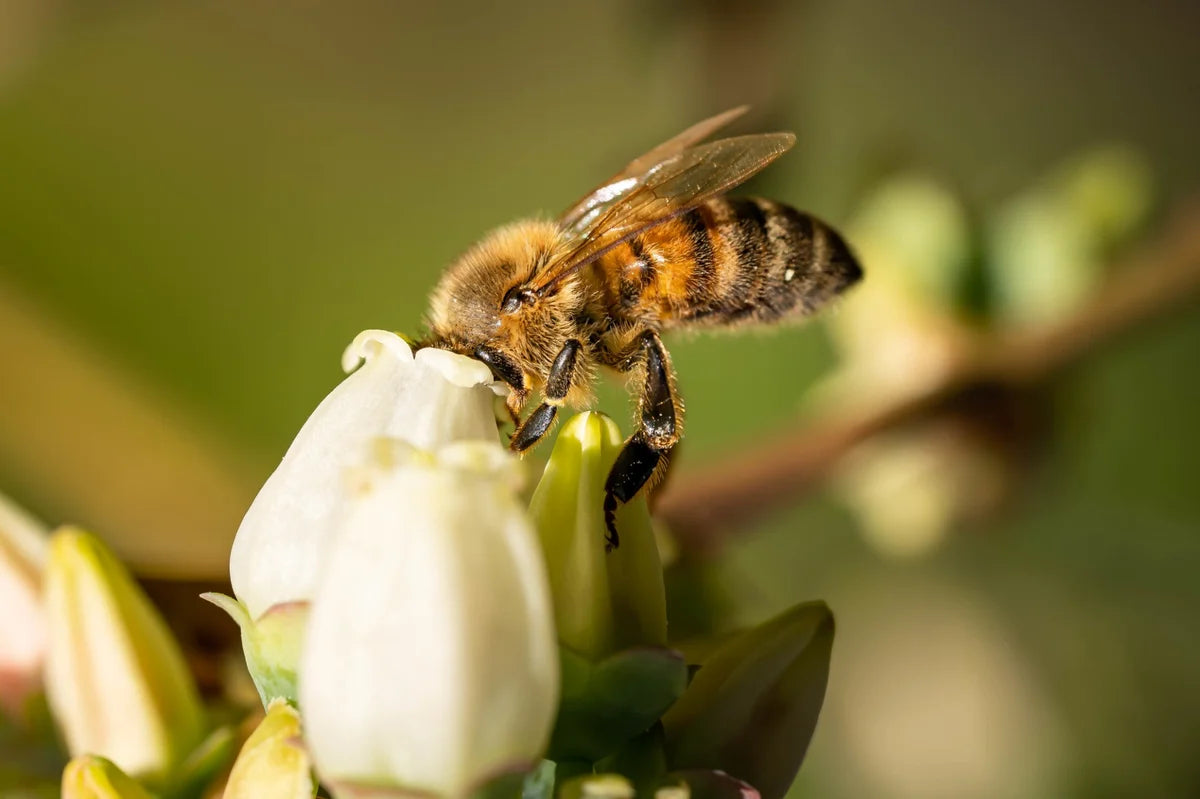Close-up of a honeybee pollinating a small white flower in natural light